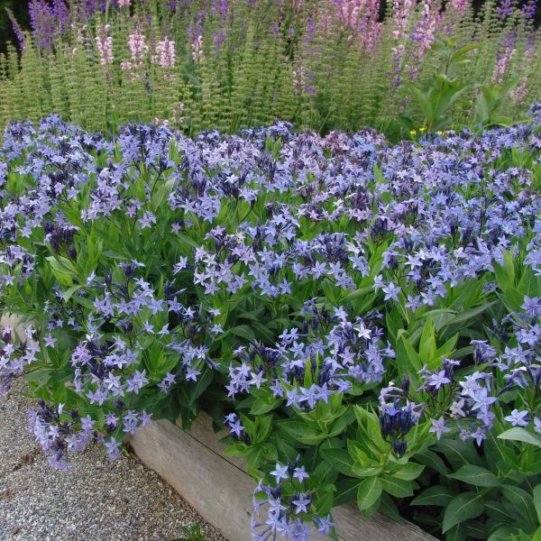 Amsonia Blue Ice