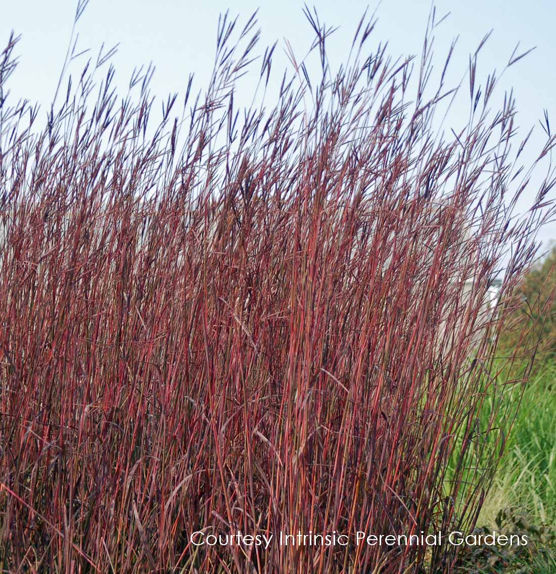 Grass Big blue Stem Red October