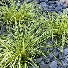 Carex Evergold