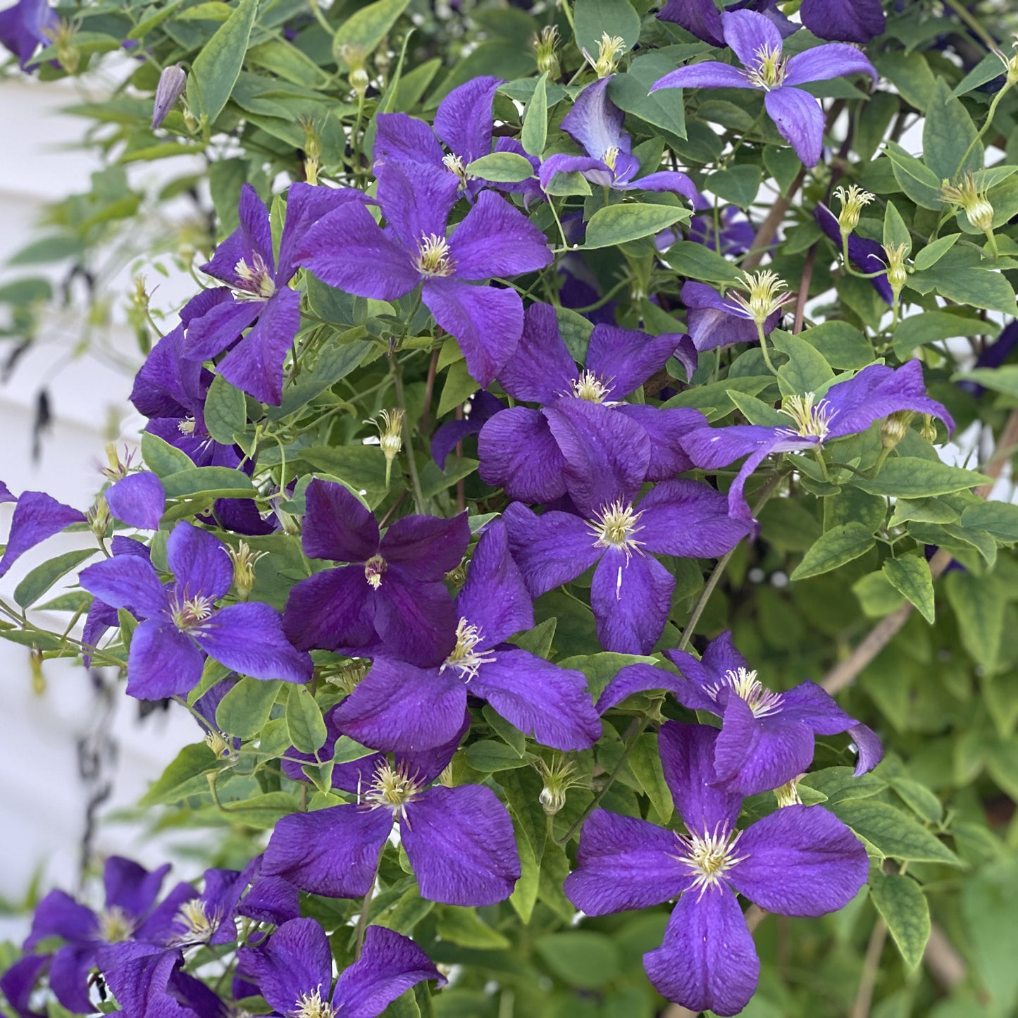 Clematis Jackmanii