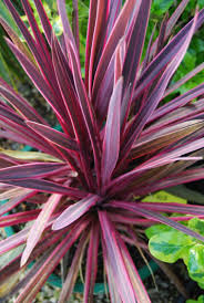 Cordyline Paso Doble