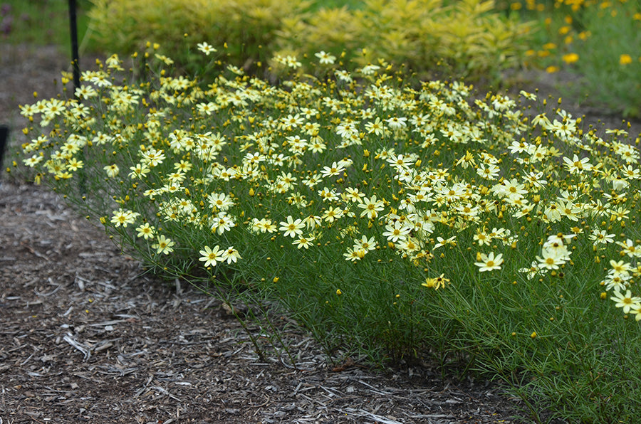 Coreopsis Moonbeam