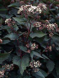Eupatorium chocolate