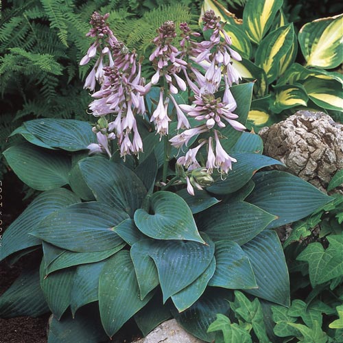 Hosta Halcyon