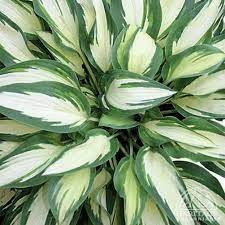 Hosta Moonstruck