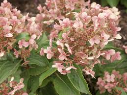 Hydrangea, Early Evolution