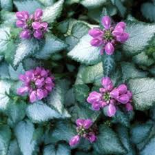 Lamium, Purple Dragon