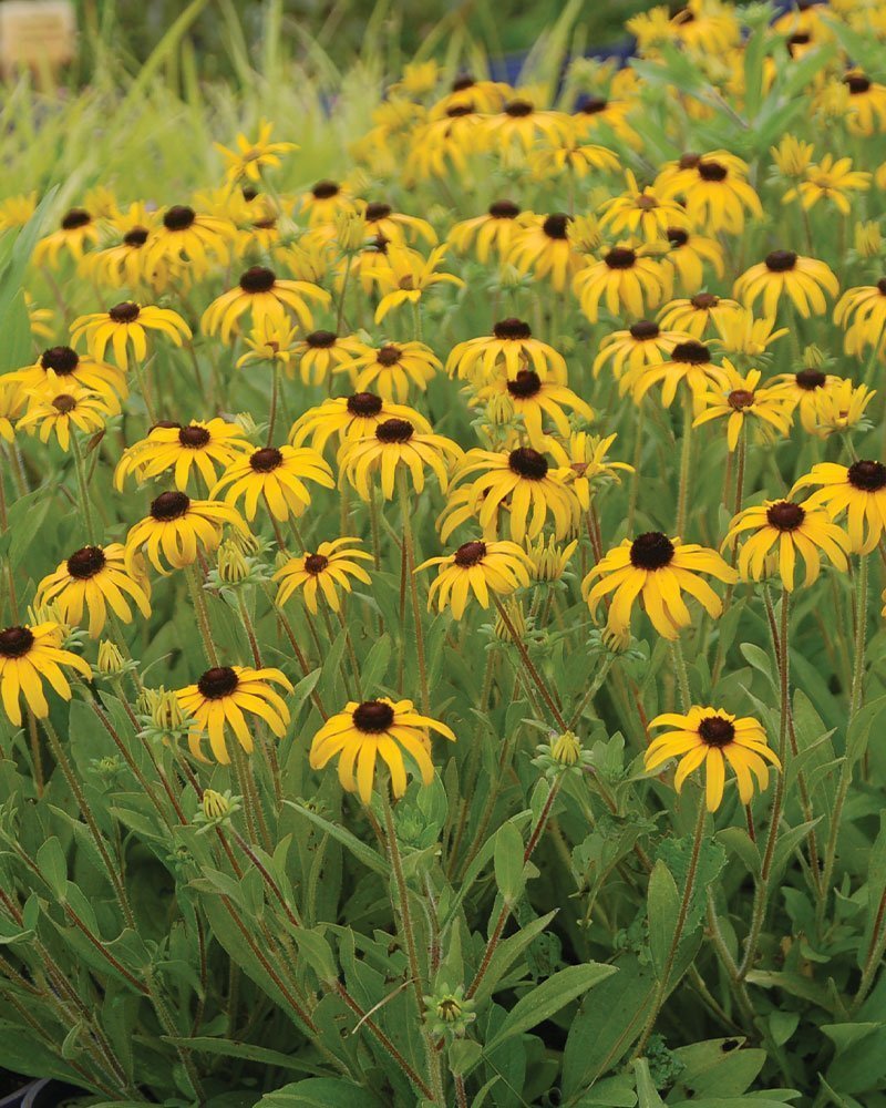 Rudbeckia, American Gold Rush