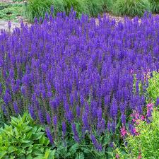 Sage Sally Rose April Night