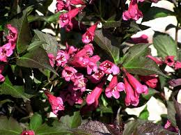 Weigela, Shining Sensation