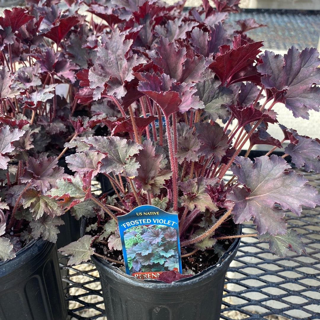 Heuchera Frosted Violet