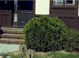 Arborvitae, Technito Globe