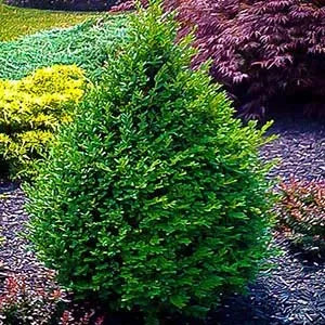 Boxwood, Green Mountain-Upright : #2