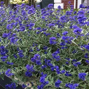 Caryopteris, Sapphire Surf