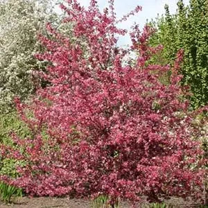 Crabapple, Royal Raindrops
