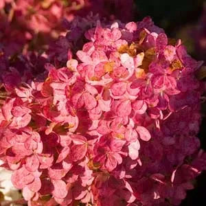 Hydrangea, Vanilla Strawberry TF