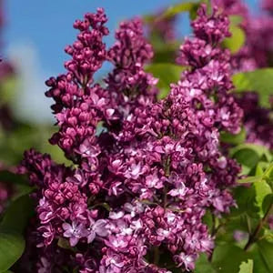 Lilac, Virtual Violet