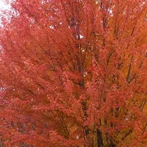 Maple, Autumn Blaze