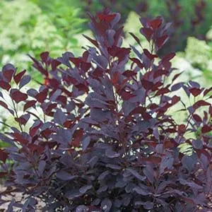 Smokebush, Winecraft #2