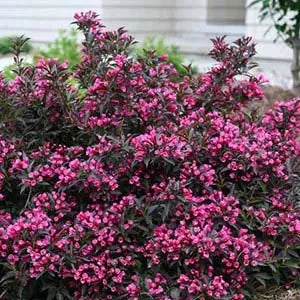 Weigela, Spilled Wine