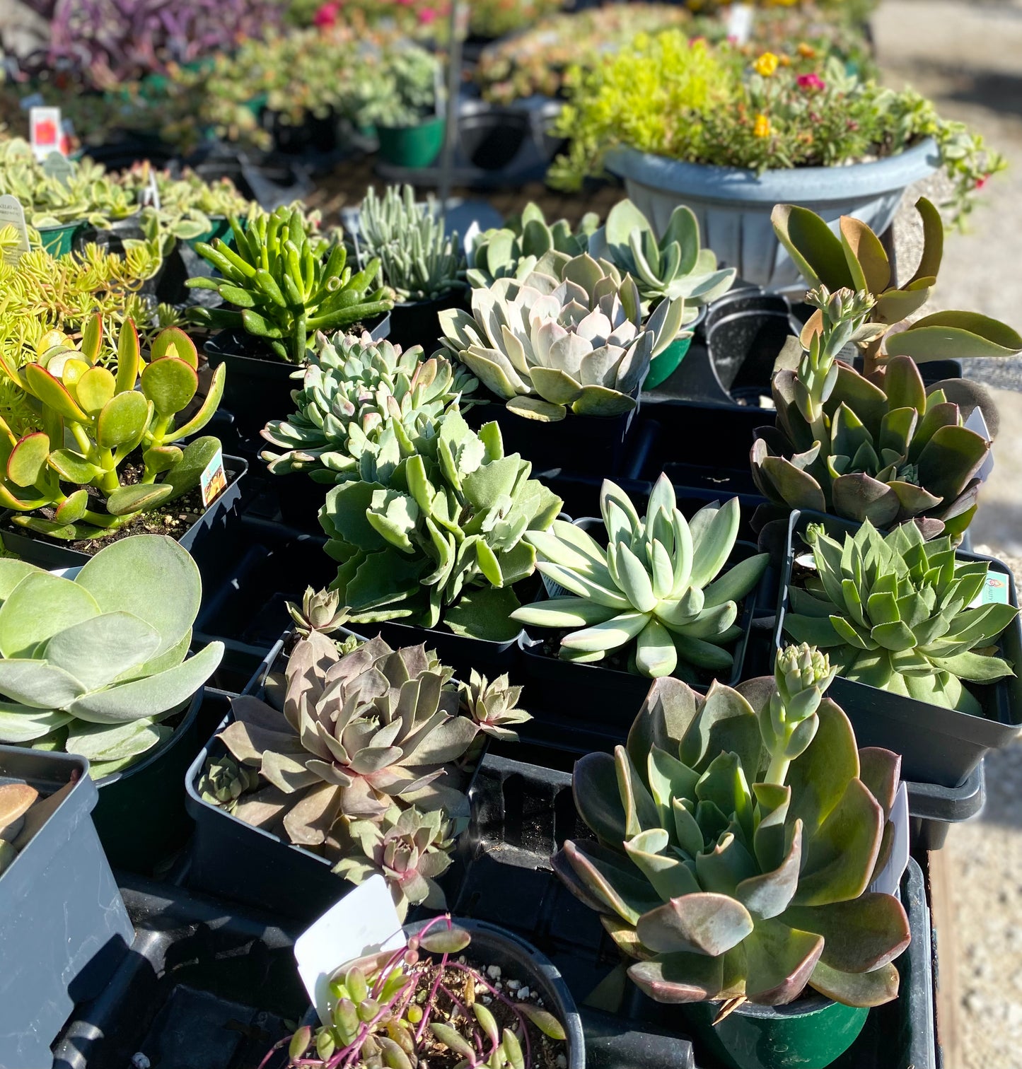 Succulent Planter Workshop