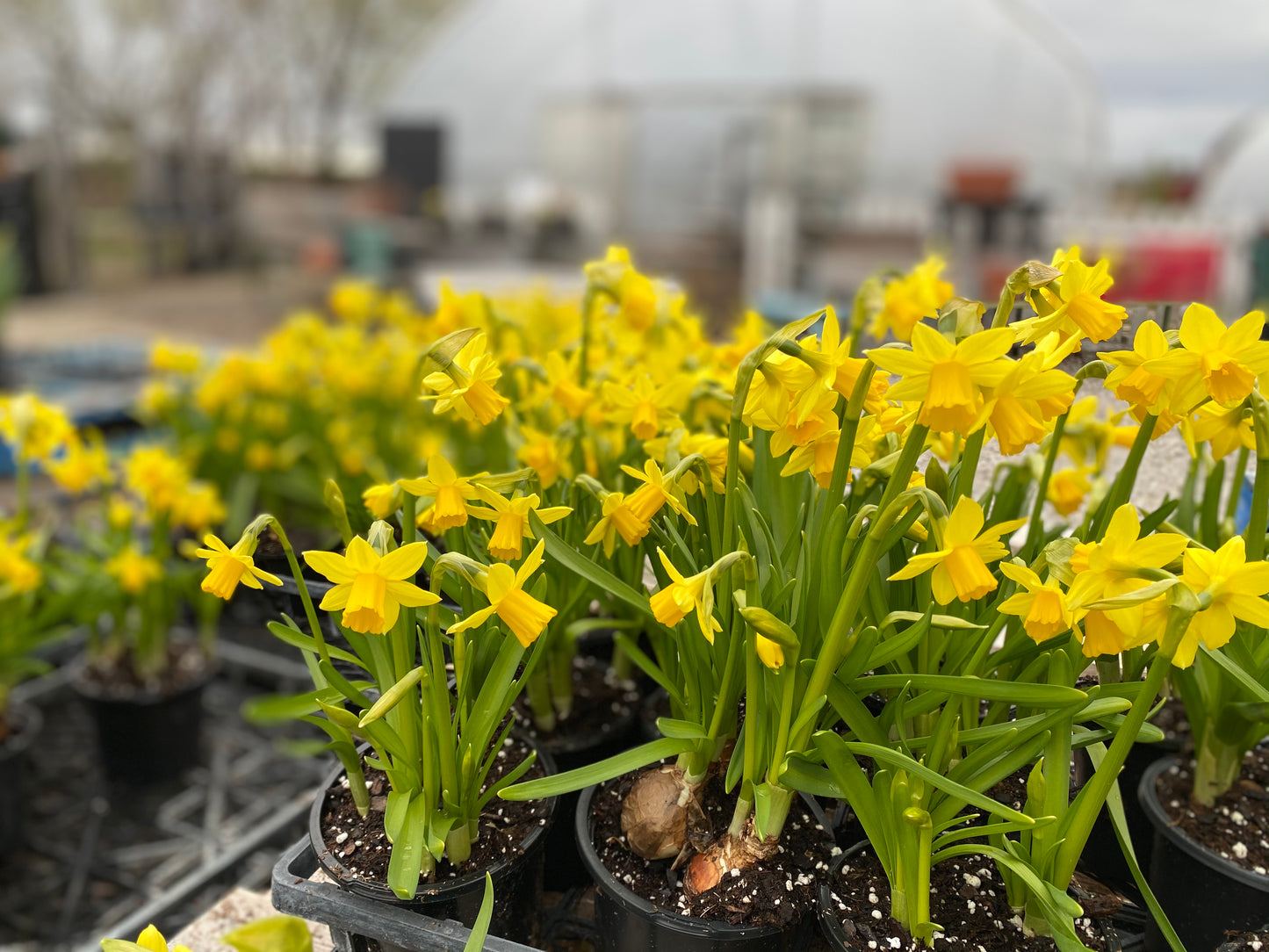 Spring Surprise! Planter Party