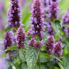 Agastache Beelicious Purple