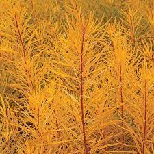 Amsonia x Butterscotch