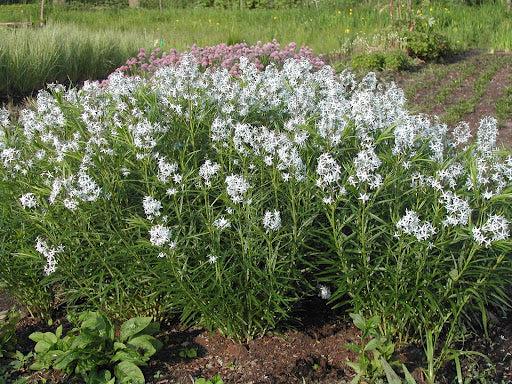 Amsonia h. Halfway to Arkansas