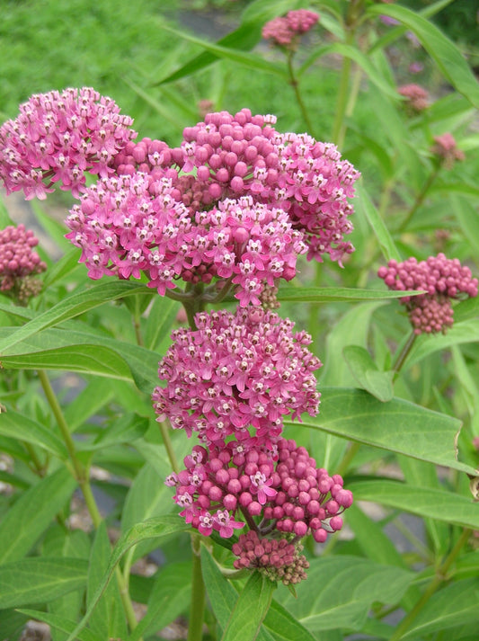 Asclepias  Butterfly Weed incarnata