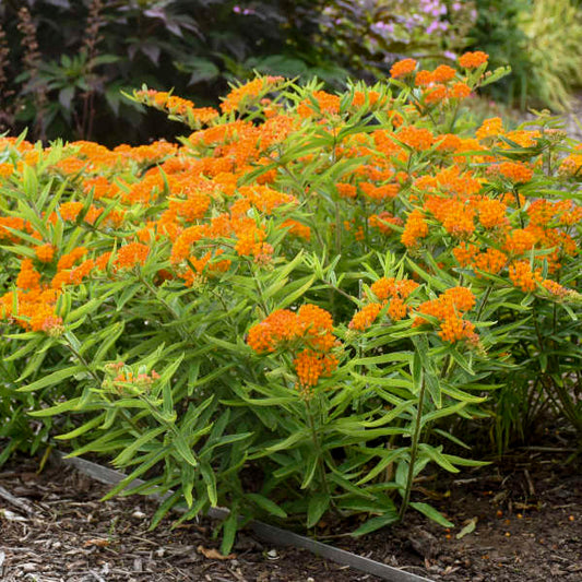 Asclepias Butterfly Weed tuberosa