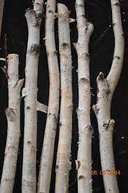 Birch Branches