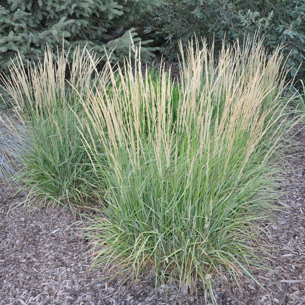 Grass, Overdam  Variegated Feather Reed
