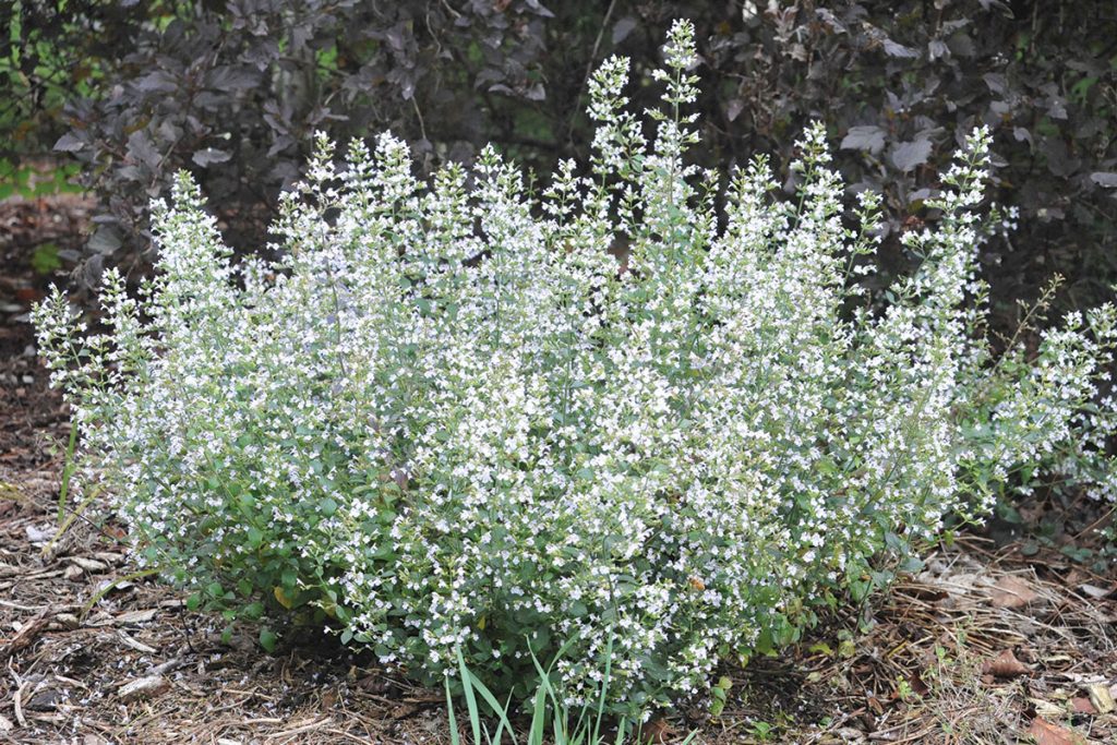 Calamintha nepeta Montrose White
