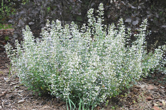 Calamintha nepeta Montrose White