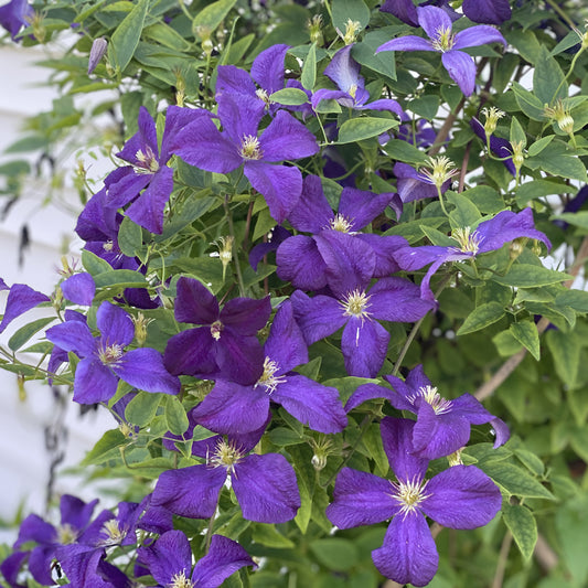 Clematis Jackmanii