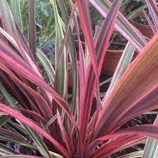 Cordyline Can Can