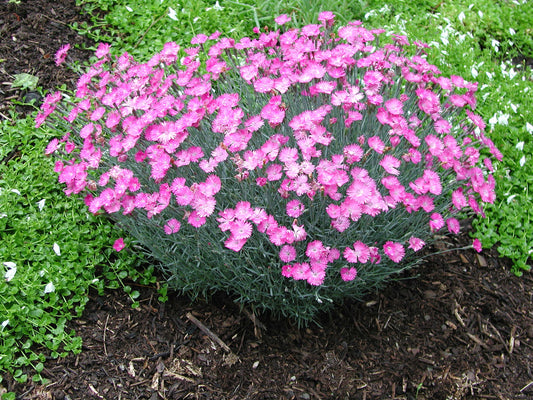 Dianthus Firewitch