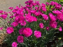 Dianthus Pink Fire