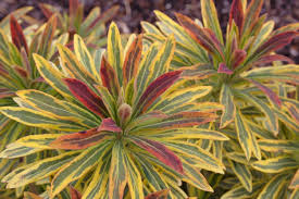 Euphorbia Ascot Rainbow