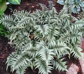 Fern, Athyrium Godzilla