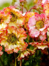 Geum, Pretticoats Peach