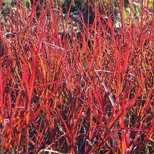 Grass  Big blue Stem Red October