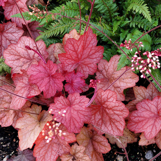 Heuchera Georgia Peach