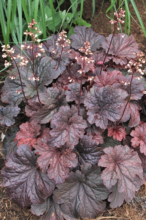 Heuchera Obsidian