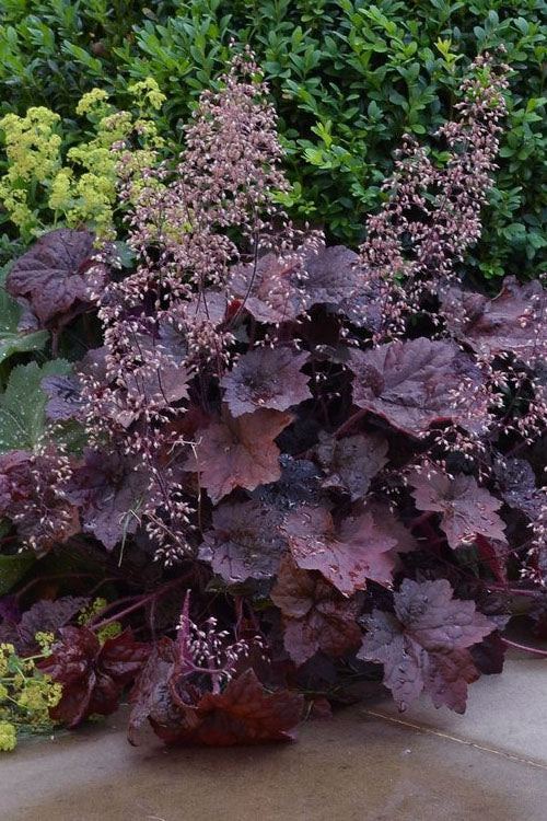 Heuchera Palace Purple