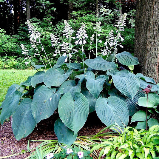 Hosta Blue Angel