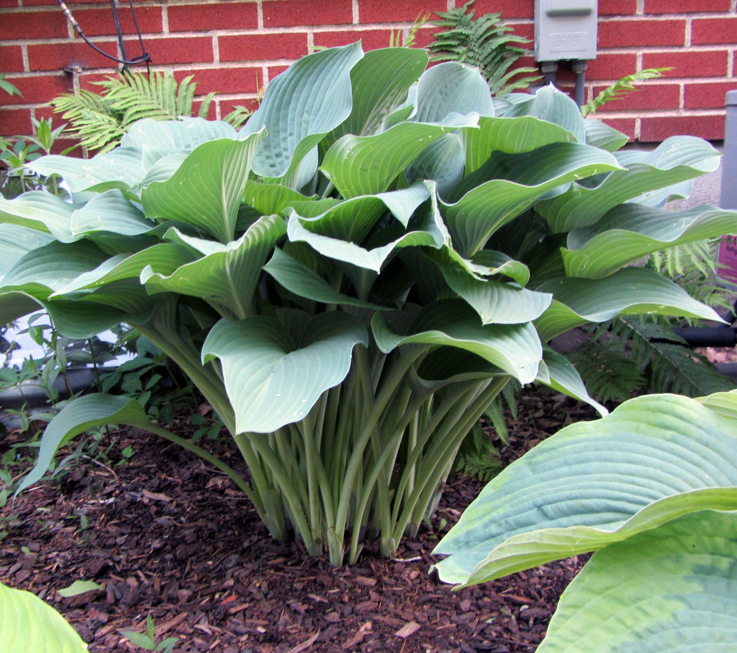 Hosta Krossa Regal