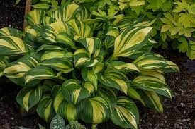 Hosta Rainbows End