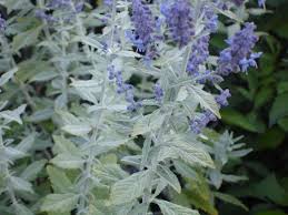 Russian Sage, Silvery Blue